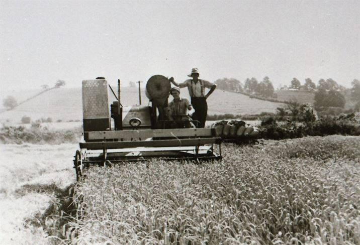 W0677a Corn Harvesting Barlands Fields (Standards in the background) 1958