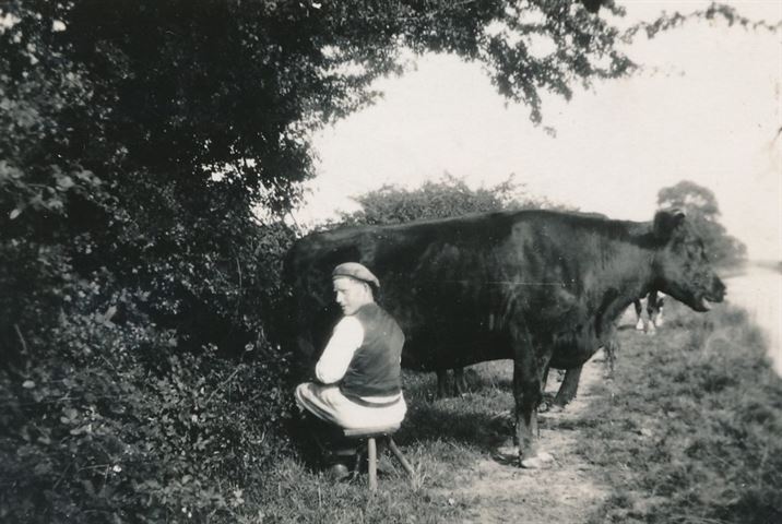 W0832a Collishaw, Elm Farm herd - milking by canal 1930s
