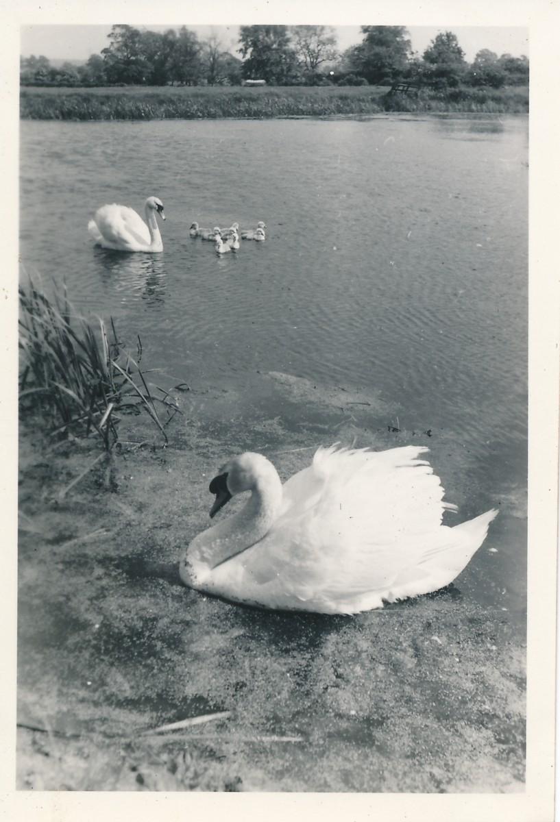 W Hickling Basin & Swans 1958