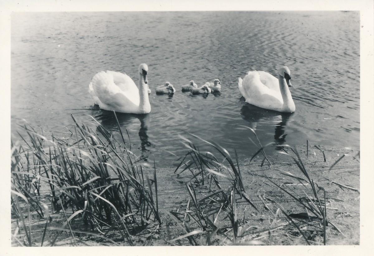W Hickling Basin & Swans 1958