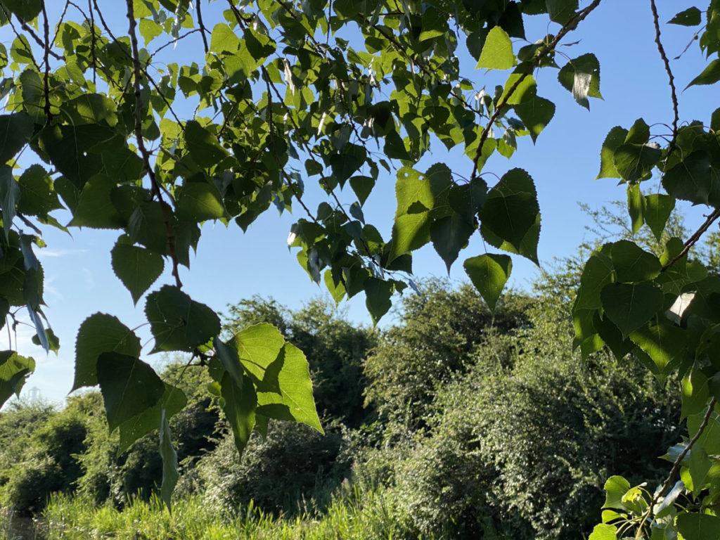 Black Poplar Hybrids - canal towpath (July 2022)