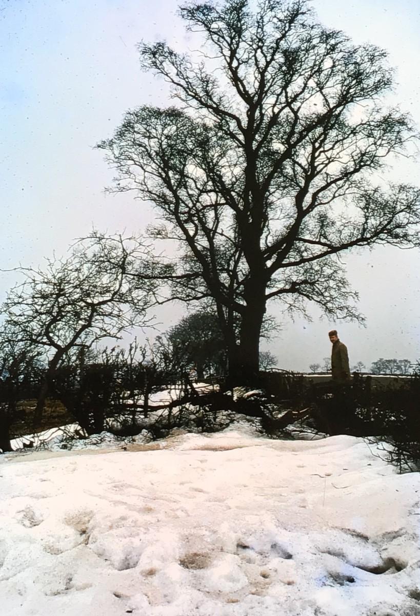 18a honeymoon trip 1963 Jan Thesing standing under one of the Field Farm trees